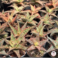 Aloe Hybrid seedlings อโลไฮบริด ไม้เมล็ด #สุ่มหน้า ไม้อวบน้ำ กุหลาบหิน cactus&amp;succulentหลากหลายสายพันธุ์