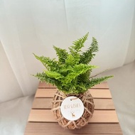 苔球植物 蕾絲蕨 合果芋 油畫竹芋