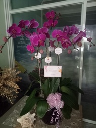 Bunga Anggrek Hidup Special