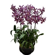 Beallara Marfitch ‘Howard’s Dream’ 8 in 1 Arrangement in ceramic pot
