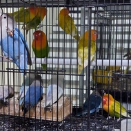 Terjangkau Burung Lovebird Mangsi | Burung Lovebird Cobalt