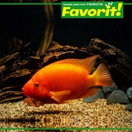 Paket Predator (isi 5) Red Devil Jumbo Cichlid Ikan Hias Predator Hiasan Aquarium Aquascape