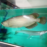 Diskon Ikan Hias Arwana Jardini / Arwana Batik / Papua Arowana Fish