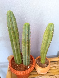 Trichocereus  Pachanoi Cactus