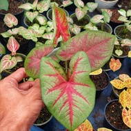 Tanaman Hias Caladium Sweety - Keladi Hias Thailand