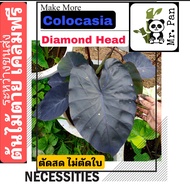 Colocasia Diamond Head ตัดสด พร้อมใบ โคโลคาเซีย ไดมอนด์ เฮด