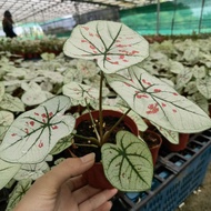 Caladium Plants-New Ready Stock-Pokok Keladi-New Wave/Festivia/Strawberry Star/Thai Beauty/Lemon Blush