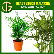 【FAST SHIPPING】Chamaedorea Cataractarum Bamboo Palm Plant Live 袖珍椰子