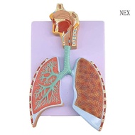NEX Human Respiratory System Anatomical Model Size 7 5x13 for Anatomy Classroom