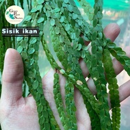 90s Greenovation Hanging Plant Huperzia Fern Mata Gaji/Sisik Ikan 鱼鳞石松 悬挂植物 (Rare)
