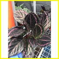 ∆ ✟ ⚾︎ COD! Sale! Calathea Dottie Live Plants with Soil and Pot
