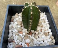 缺貨~白雲閣 4寸盆 望雲柱 仙人掌 美化綠化盆栽 觀賞植物
