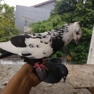 Burung Merpati Dara Sepasang Giring