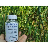 (Ready Stock)优遁草 Sabah Snake Grass (0号 100粒/capsules）