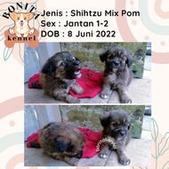 Dijual Anjing Shihtzu Mix Pom Anakan Anjing Shihtzu Mini Pom Murah