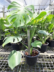 (ไซส์ M)ฟิโลเดนดรอน มอนสเตอร่าไจแอ้นท์ หรือ Philodendron deliciosa หรือMonstera deliciosa ต้นใหญ่ สูง 50-60 ซม. ไม้ใบ ไม้ฟอกอากาศ ไม้ประดับภายในอาคาร มอนสเตอร์ร่าไม้เมล็ด