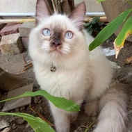 Anak Kucing Kitten Himalaya Ragdol Warna Putih Favorit Imut Lucu Manja
