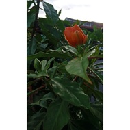 pokok duri 7/ 7 duri