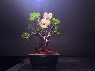日本長壽梅老庒！壹景盆！盆栽植物，帶花朵