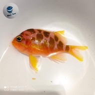 Ikan Hias Laut | Anthias Borbo | Odontanthias borbonius