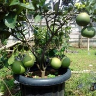 bibit jeruk Bali pamelo pohon jeruk Bali buah jeruk bali Ready