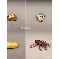 Cognitive Toys Insect Growth Process Model Teaching Aids Worms Eggs Larvae Pupa Beetle Model Decorat