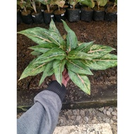 Sindo - Aglaonema Alladin Lush Live Plant WKJZ6I2EPW