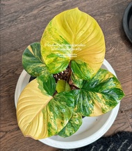 Bibit Bonggol Homalomena Rubescens Variegata - Homalomena Thailand Varigata