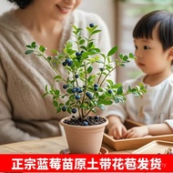 Blueberry Fruit Seedlings Blueberry Seedlings Potted Plants Ground Planting Fruit Seedlings Big Frui