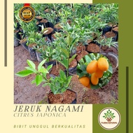 Bibit tanaman jeruk nagami/ Pohon jeruk nagami/ Buah jeruk nagami