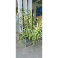 tanaman hias anggrek tebu