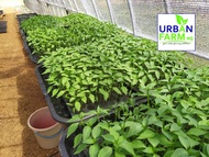 anak pokok Cili Kulai Sakata 461 F1 hybrid