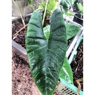 ALOCASIA FROM sulawesi