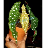Begonia Maculata / Polka Dot Begonia by_miee garden