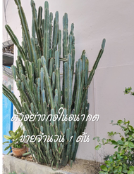 คอนโดนางฟ้ายักษ์ซีรีอุส ตัดขาย 1 ต้น ยาว 20-30 CM Cactus ปลูกง่าย 🌵💚💚
