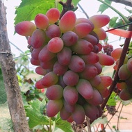 Fruit seedling Ready stock Anak pokok Anggur Empat Musim Benih Anggur Pot Tidak Memanjat Tanpa Bingkai Anak pokok Anggur