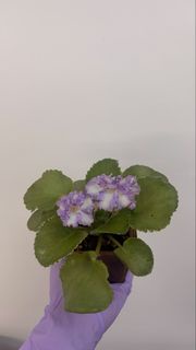 非洲紫羅蘭