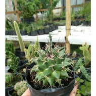 Medium-sized salak cactus, pasaman cactus,/ cactus, ownroot, cactus plant