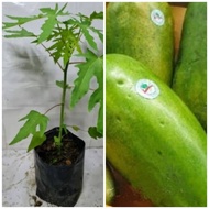 Pokok betik rendah betik veriety sekaki. Carica papaya.