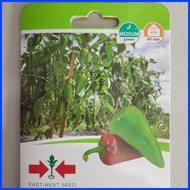 ✷ ❉ ∜ SULTAN F1 HYBRID SWEET PEPPER / BELL PEPPER / ATSAL (100 SEEDS) by EAST WEST SEED