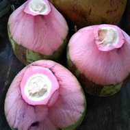 Bibit Kelapa Wulung Serat Pink Genjah  Super