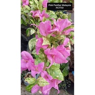 ❁∏﹉SALE!!RARE ROOTED BOUGAINVILLEA