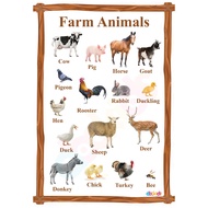 Animals Learning Materials and Educational Charts For Kids