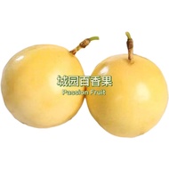 (L size)Markisa Emas Panama Passion Fruit Panama Golden 100% Sweet Vitamin C Antioxidant Local Farm 
