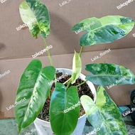tanaman hias philodendron burle marx varigata / tanaman hias indoor