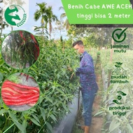 Ready Benih Cabe Awe Aceh 50 Seed Repacking Tinggi Bisa 2 meter CMK