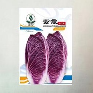 紫色大白菜種子 種籽紫白菜種子 種籽秋季菜籽快菜火鳳凰黃心奶油大小白菜種