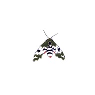 เข็มกลัด Pandorus Sphinx Mothเข็มกลัดติดเสื้อ Enamel Pin จาก Plant House