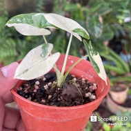 Alocasia Macrorrhiza Veriegata (AMV) | Keladi Albino | Rare Plant | Pokok Viral | Urban Plant