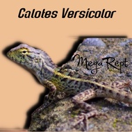 calotes versicolor bunglon